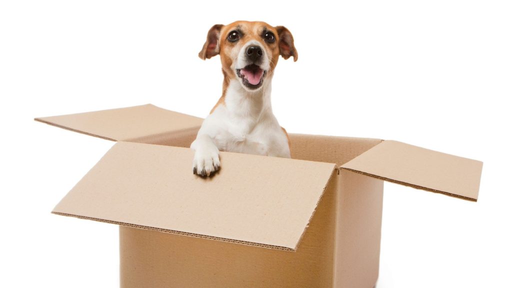 Tips For a Stress-Free Move With Your Pets